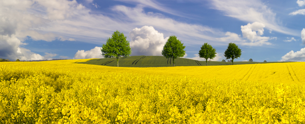 vue sur un champ de colza en fleur