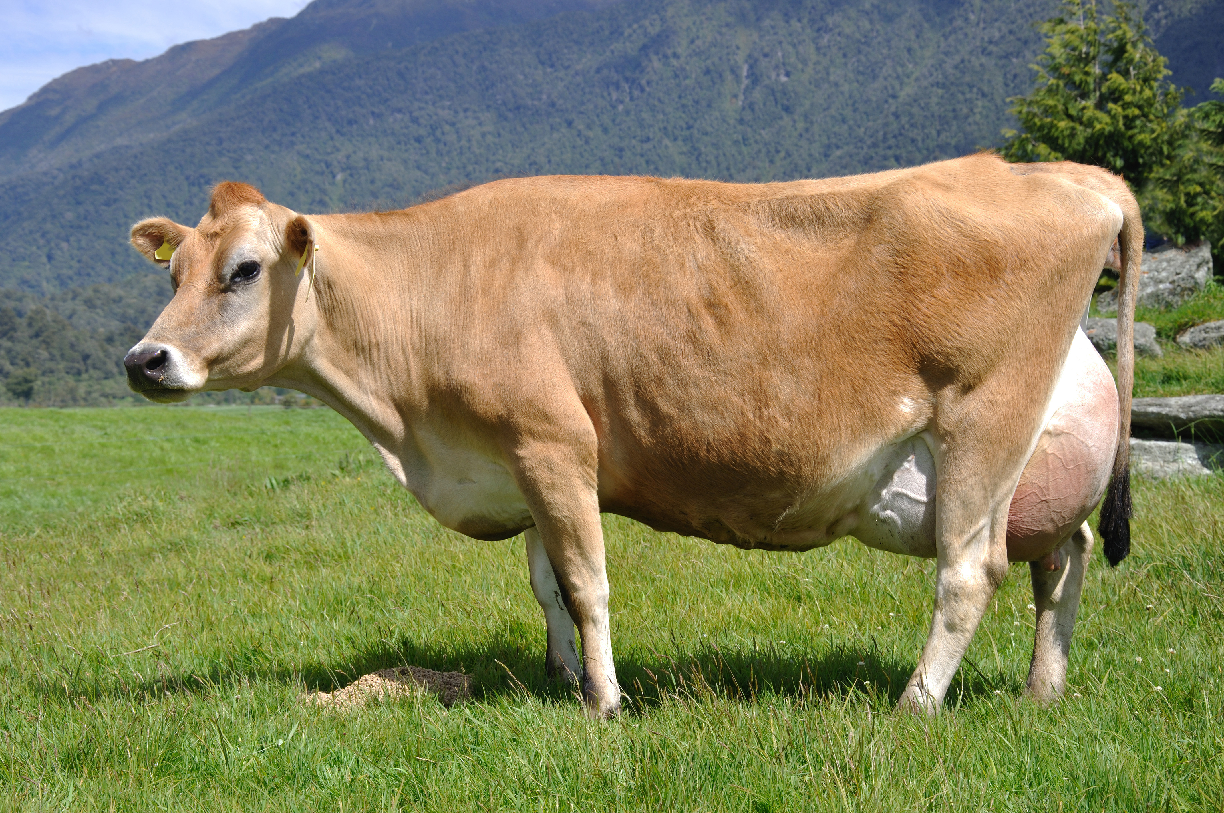 Vache en cours de lactation