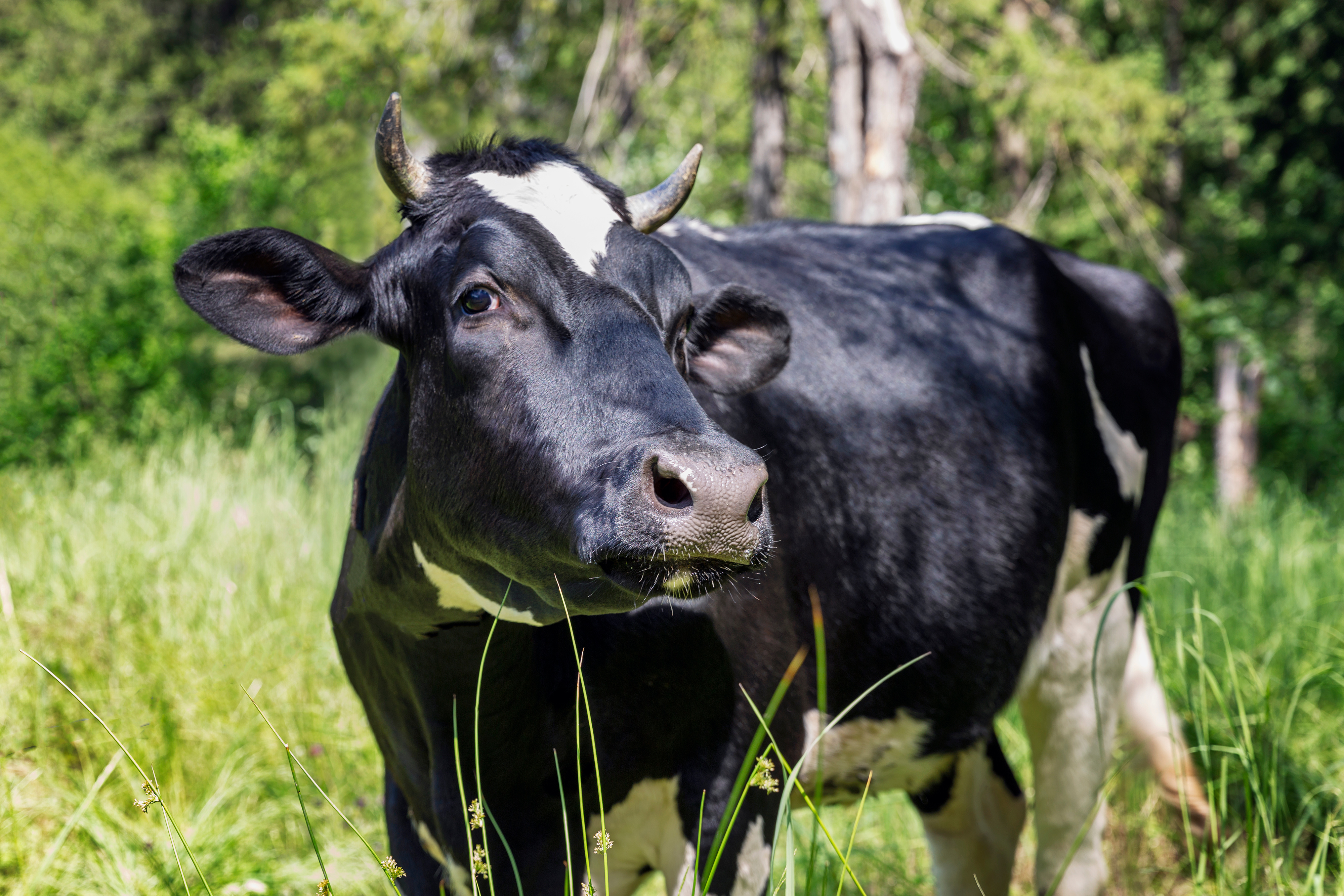 Génisse de moins de 18 mois, jeune vache