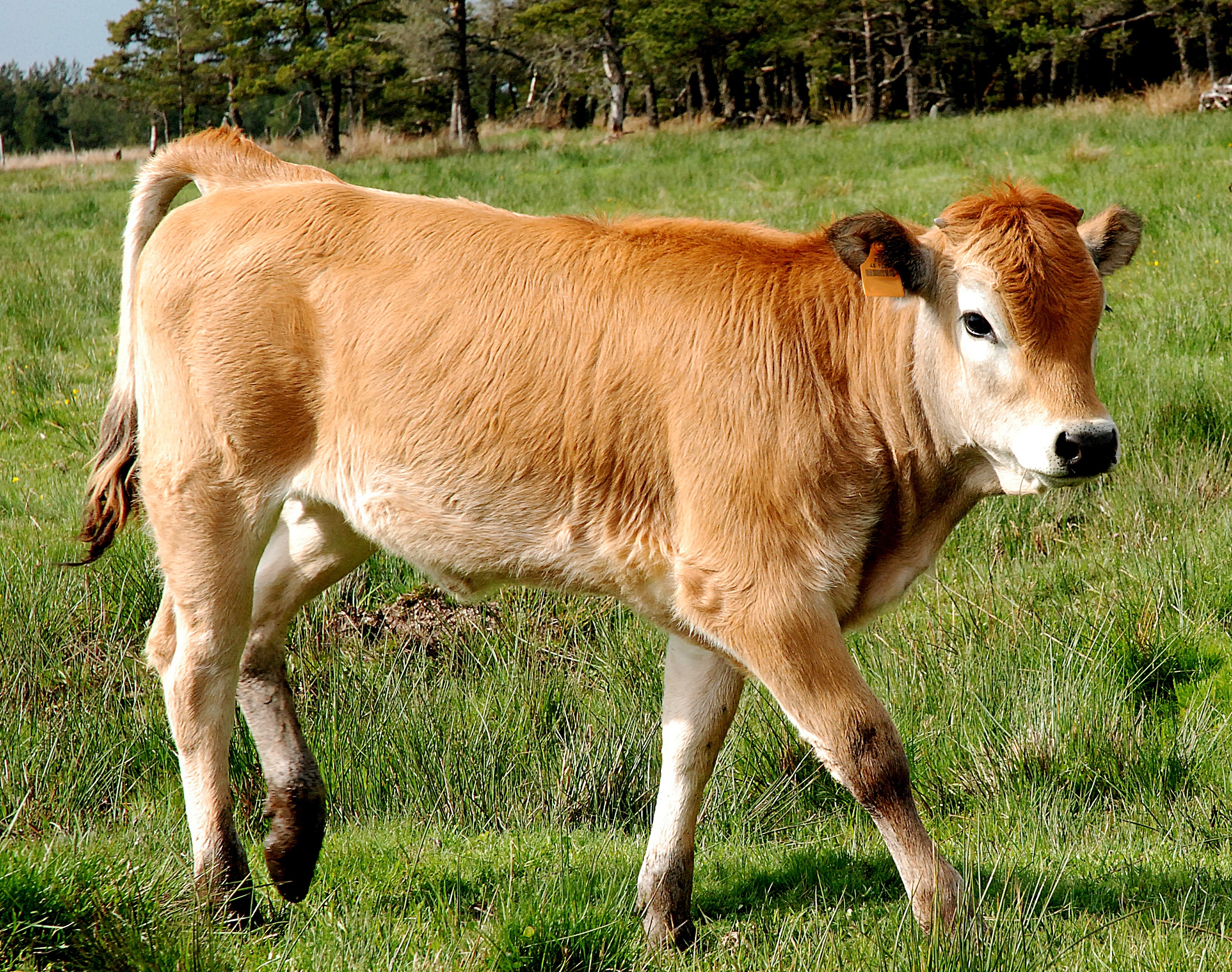 Jeune bovin viande entre 6 et 12 mois