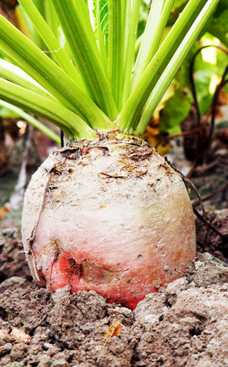 Betterave fourragère momont