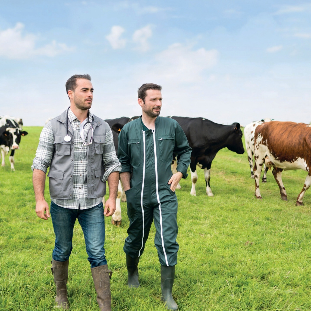 Deux hommes marchent dans une pâture de vaches