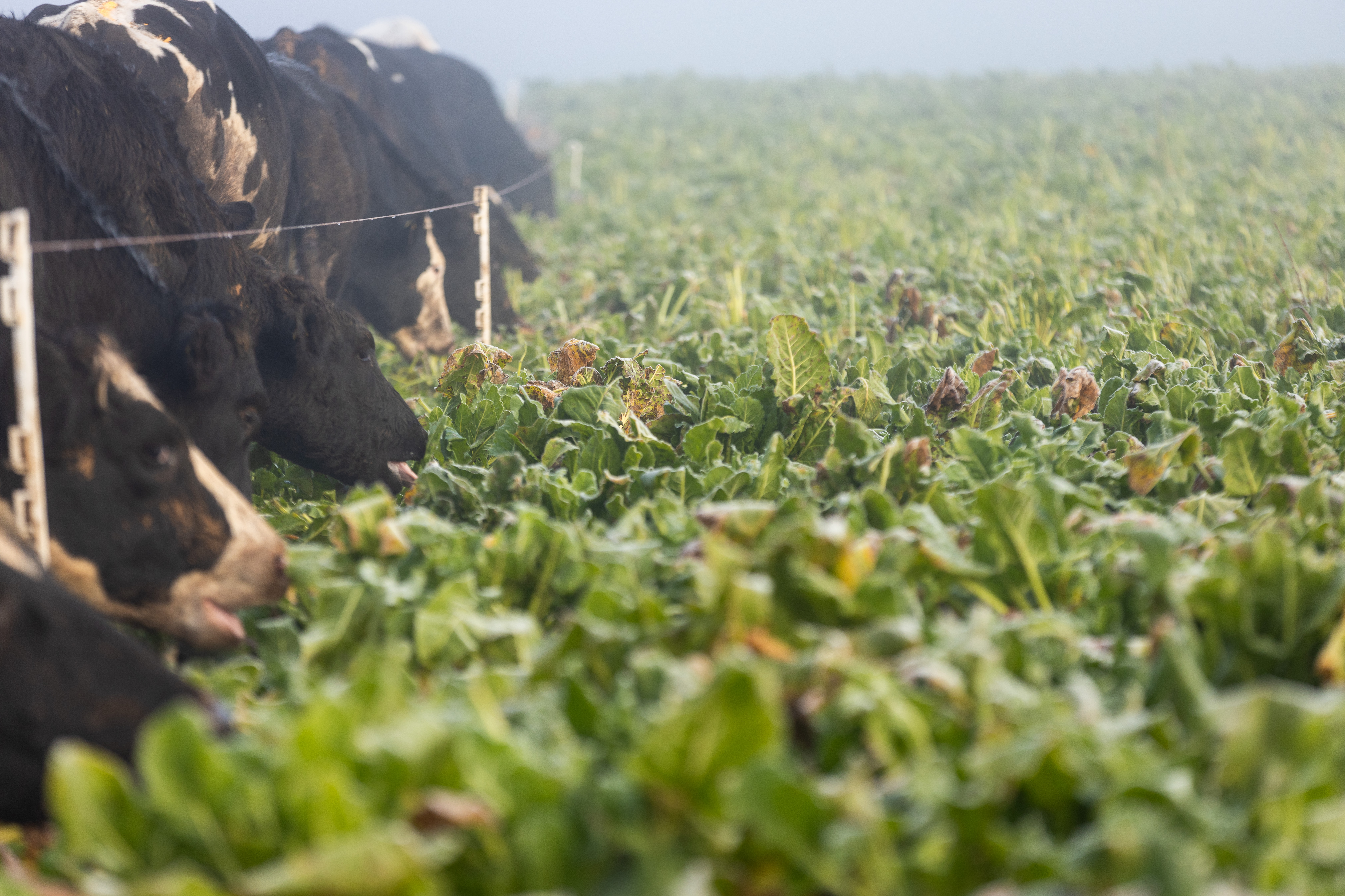 Des vaches paturent des betteraves fourragères
