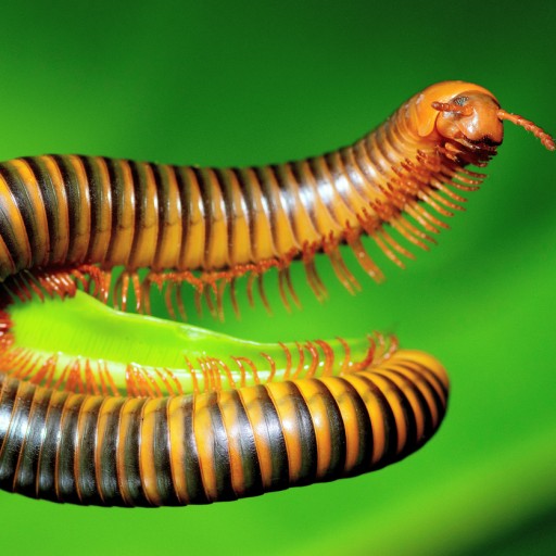 Coléoptères du sol (taupins, forficules, mille-pattes)