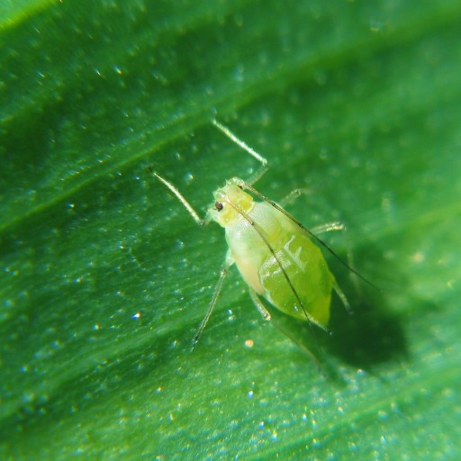 puceron vert