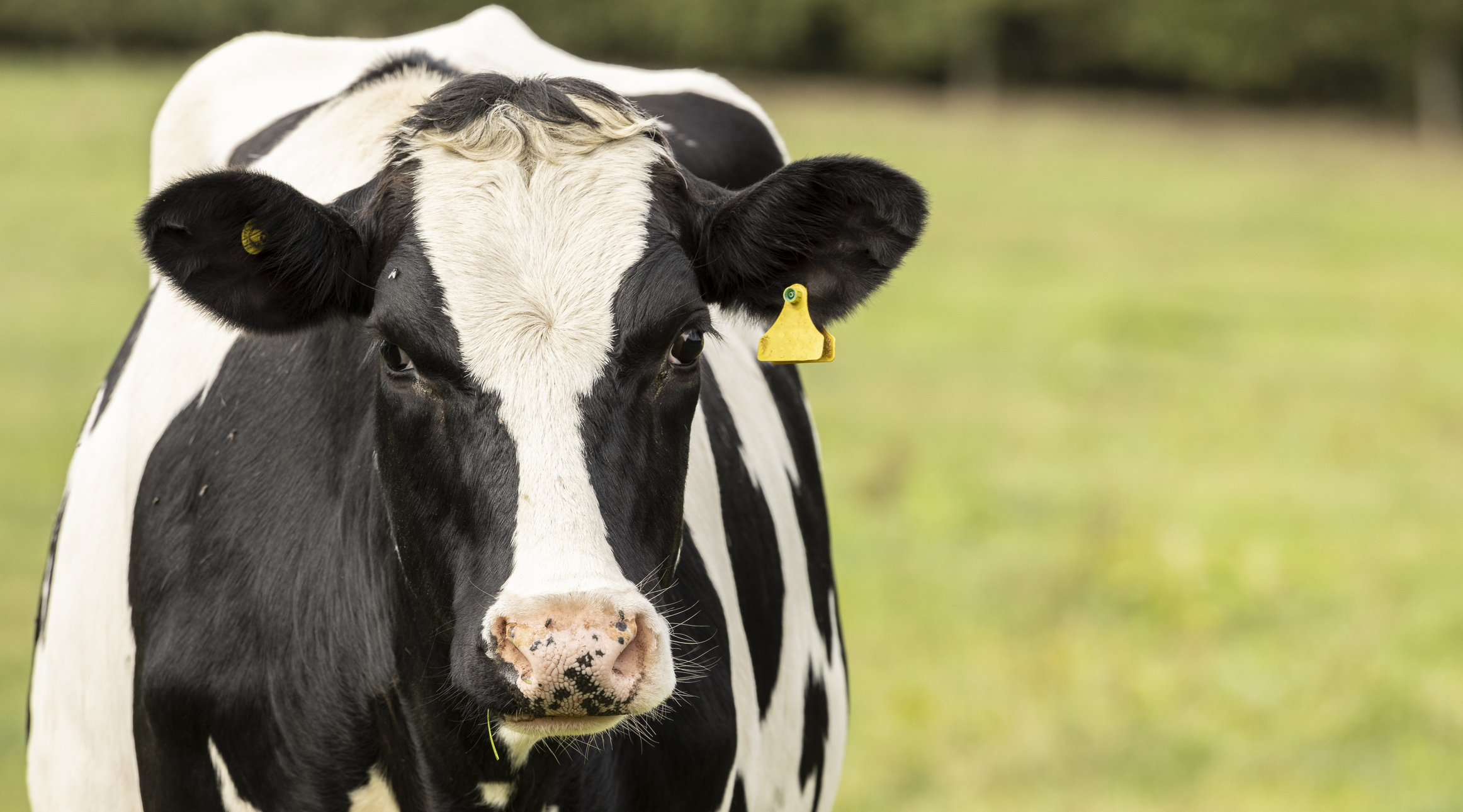 vache-laitiere.jpg