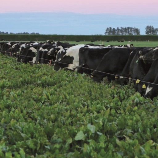 Vaches pâturage betteraves fourragères