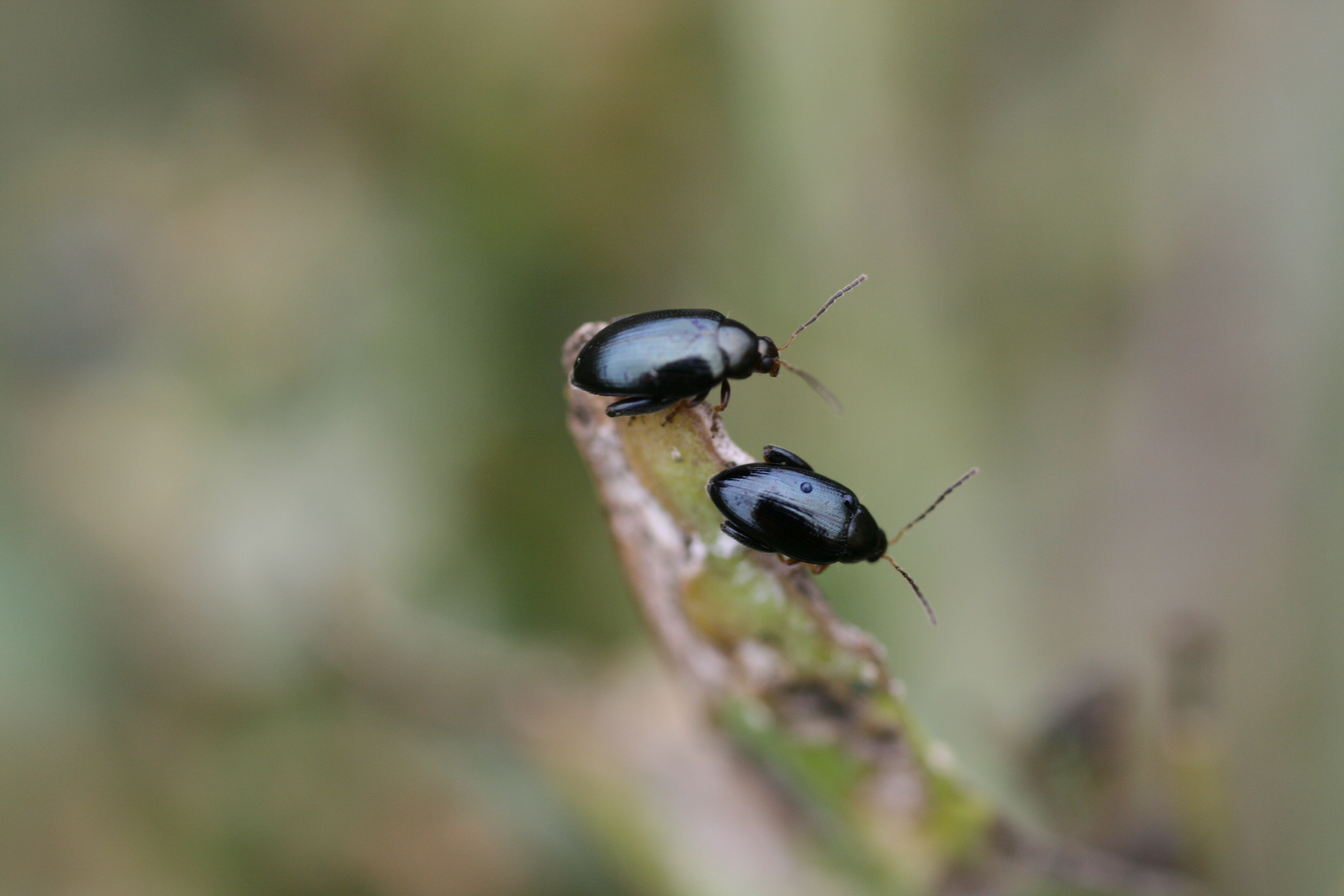 Actualité colza_insectes