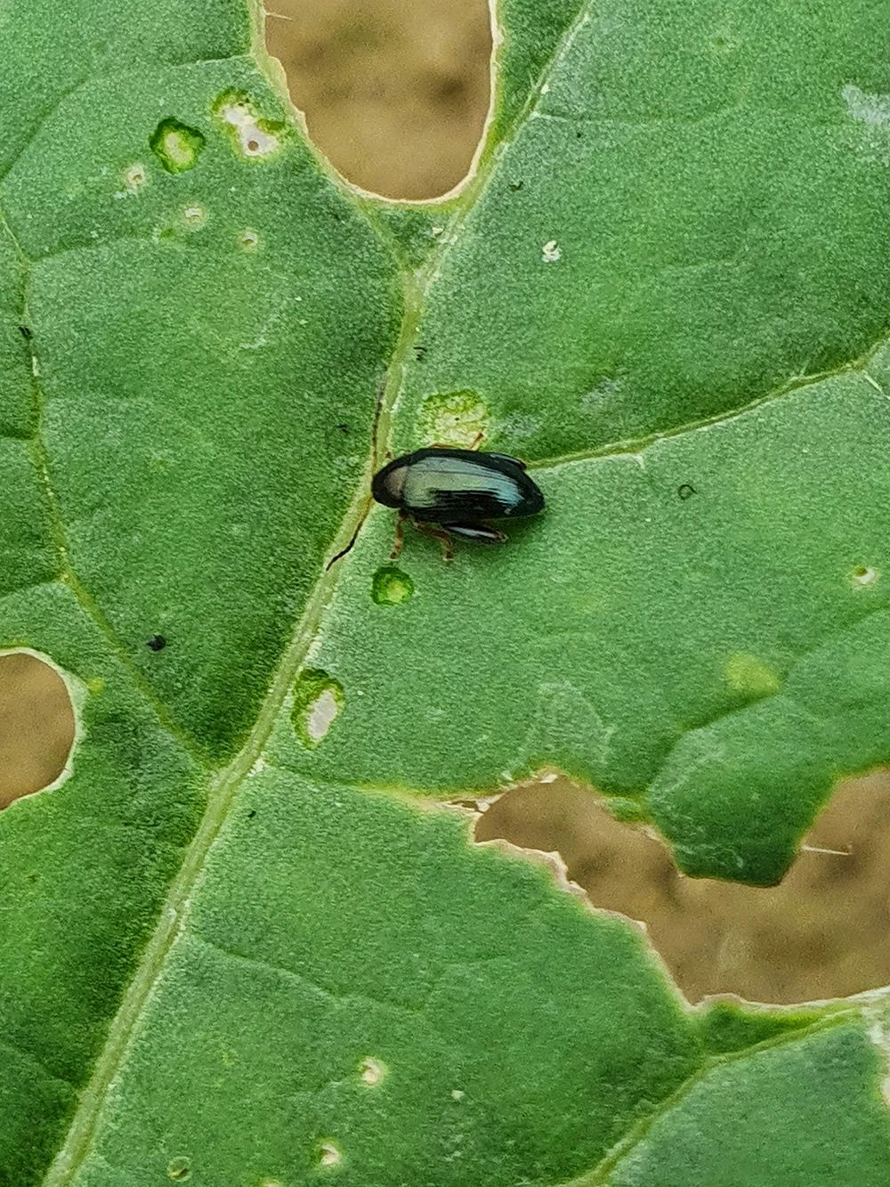 Altise adulte attaquant une feuille de colza
