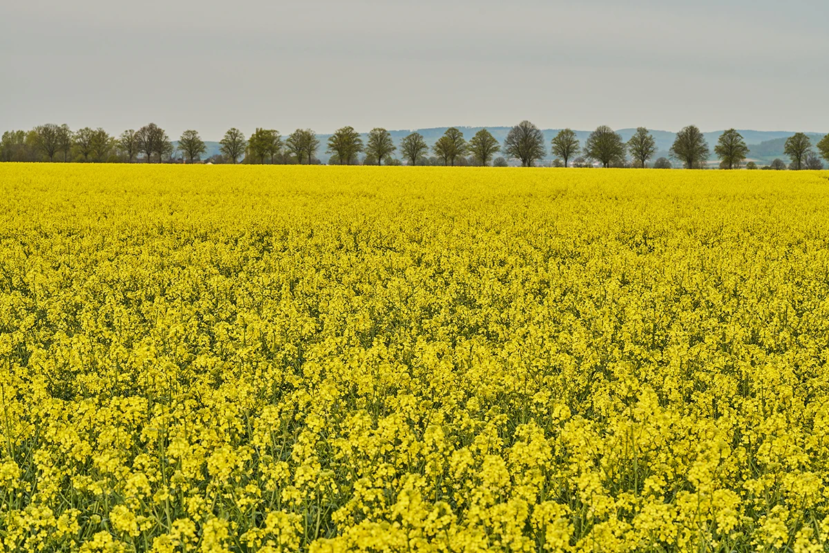 Champ de colza lors de la floraison