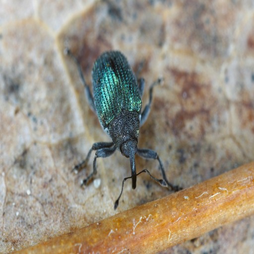 Charançons des siliques