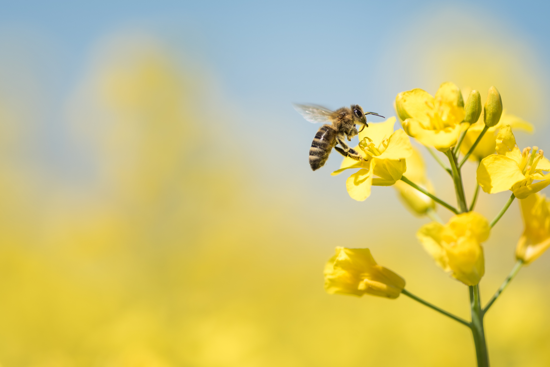 abeille sur fleur de colza bio