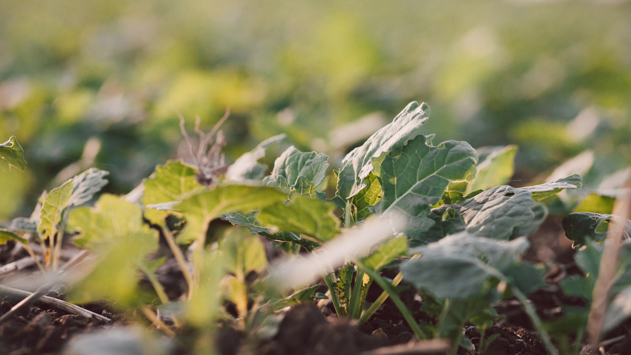Actualités colza Momont