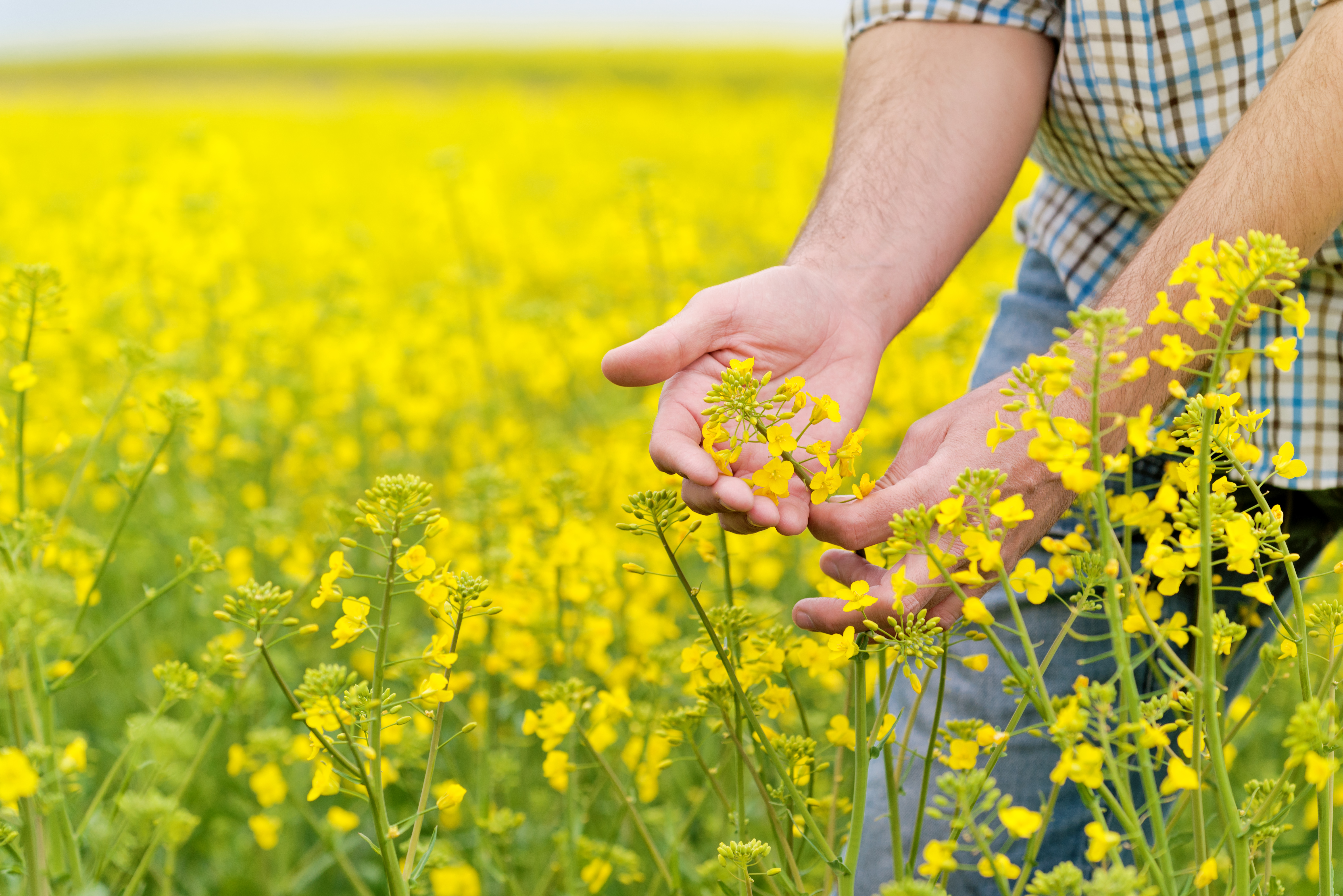 colza_main_agriculteur.jpg