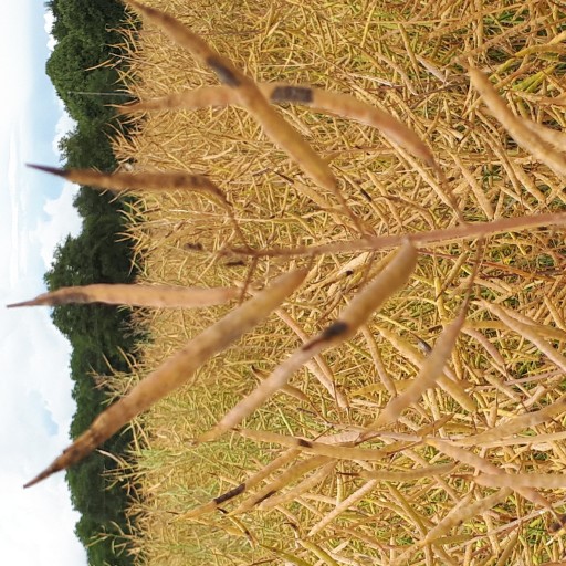 cylindro et maladies colza