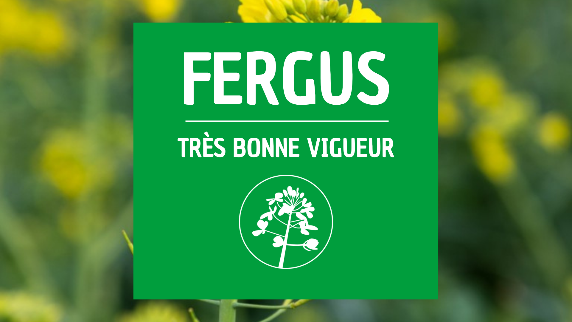 Colza de printemps FERGUS