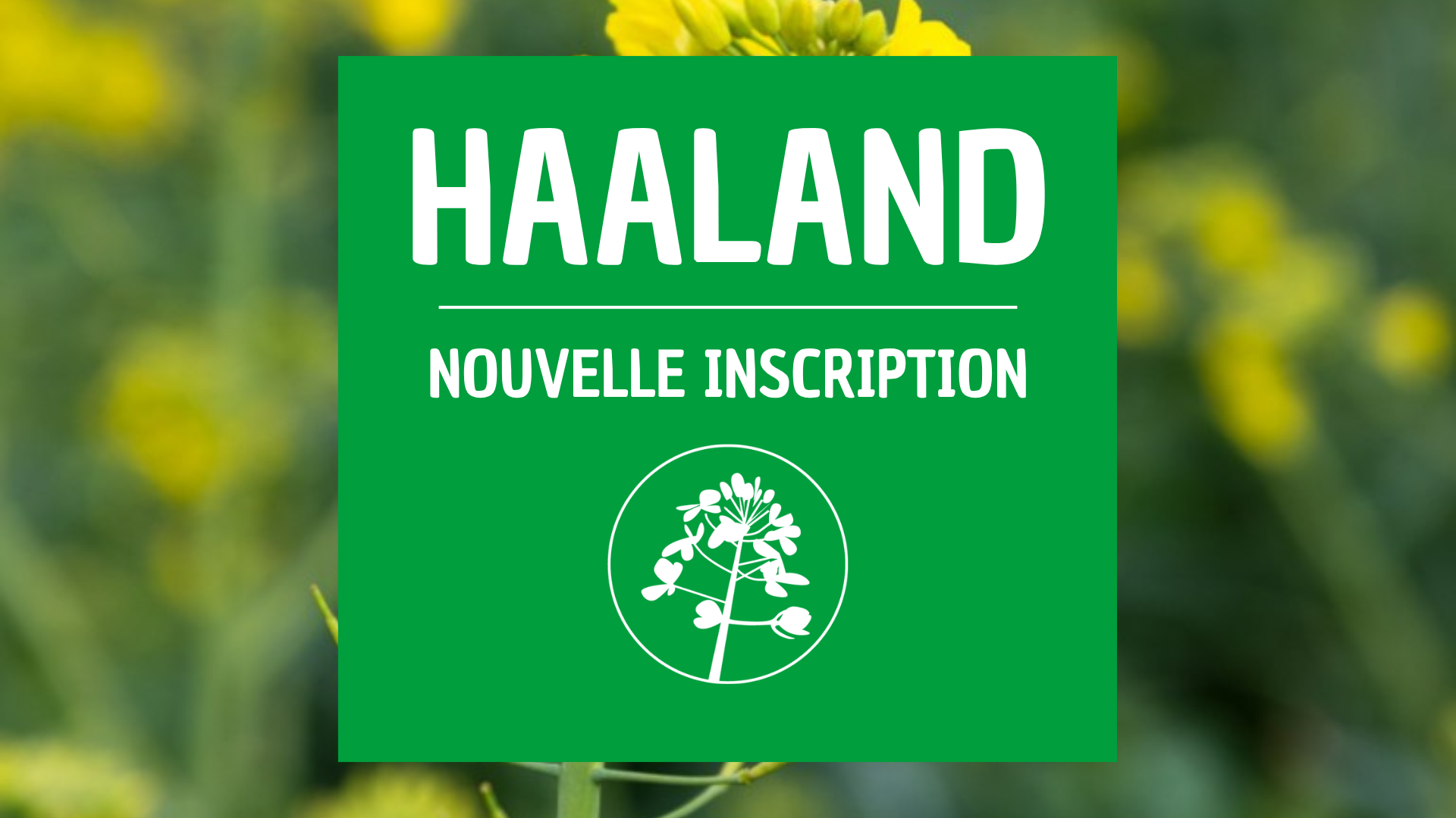 Colza d'hiver HAALAND 