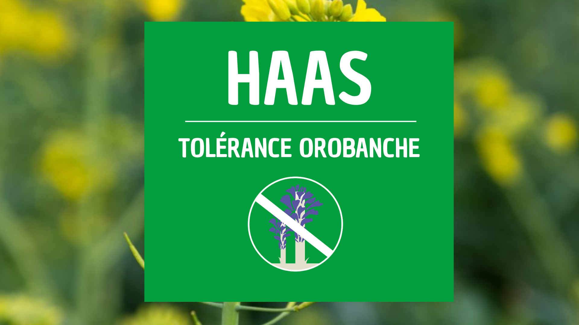 Colza 2026 HAAS