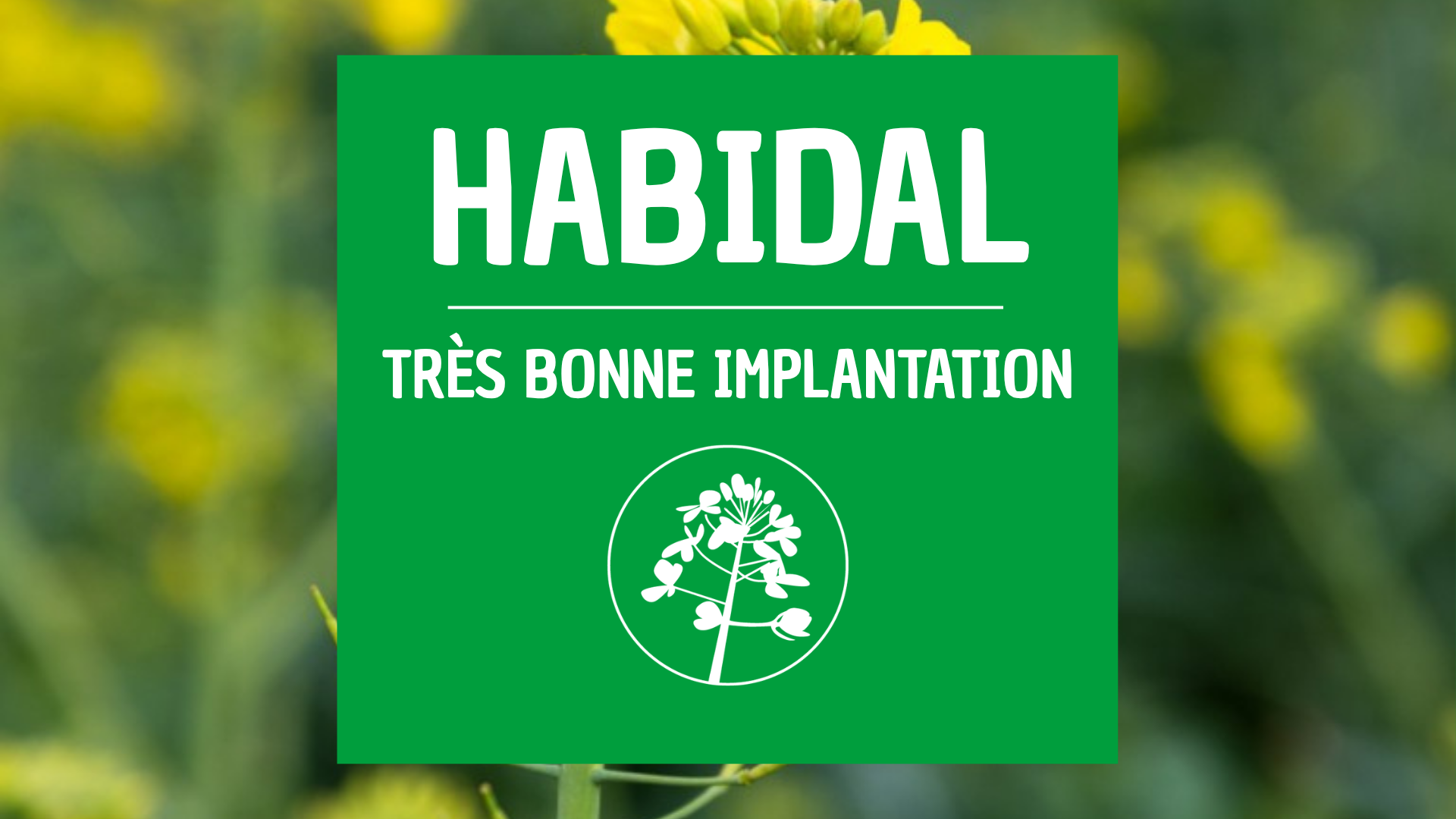 Nouveauté colza HABIDAL