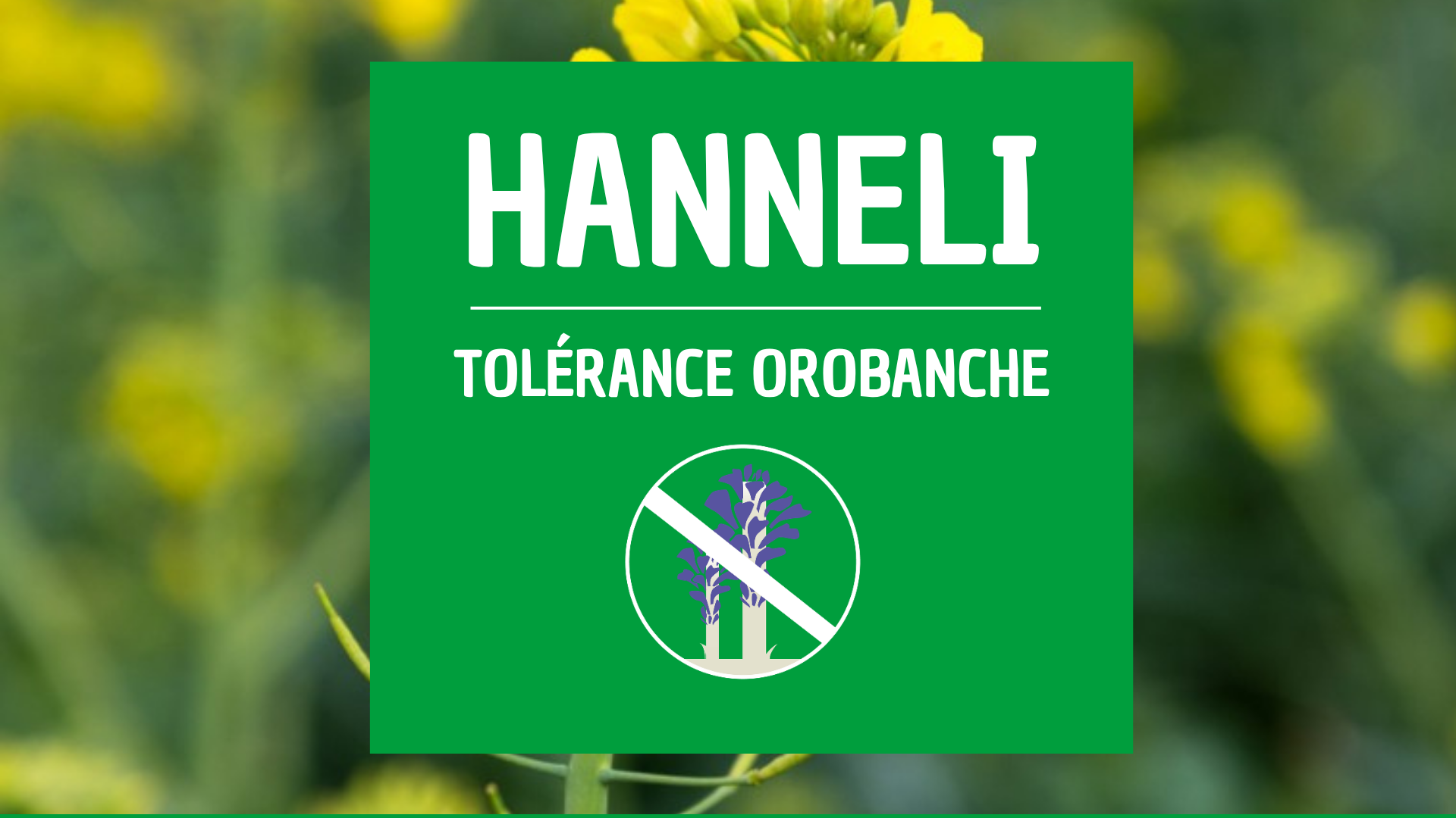 Colza orobanche HANNELI