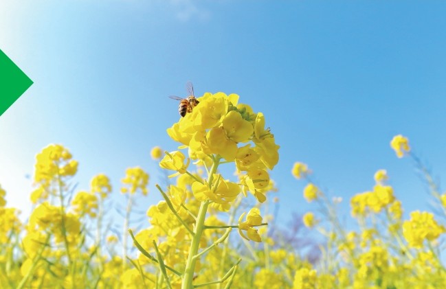 hannelli_photo.jpg