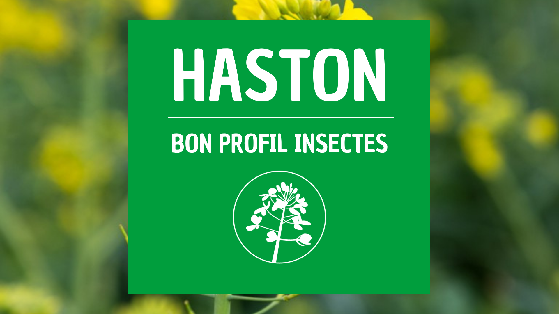 Colza insectes HASTON