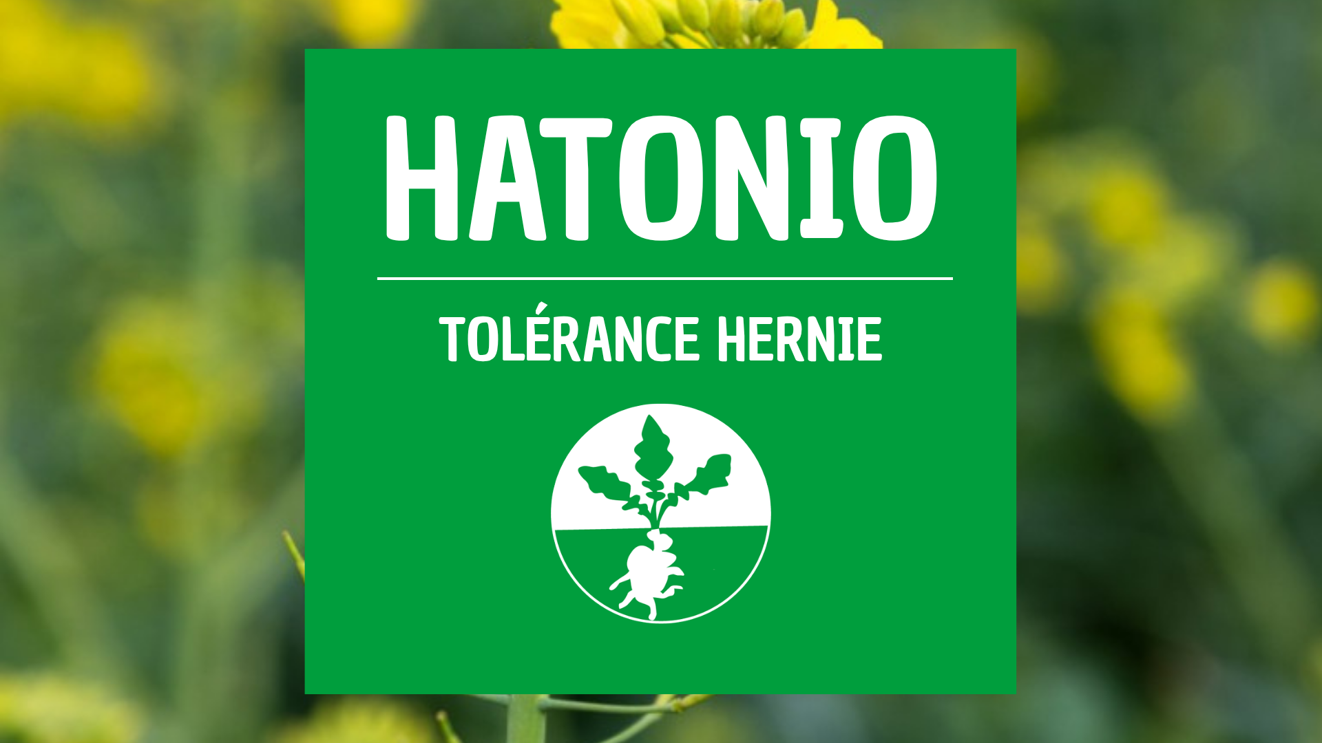 Colza d'hiver HATONIO