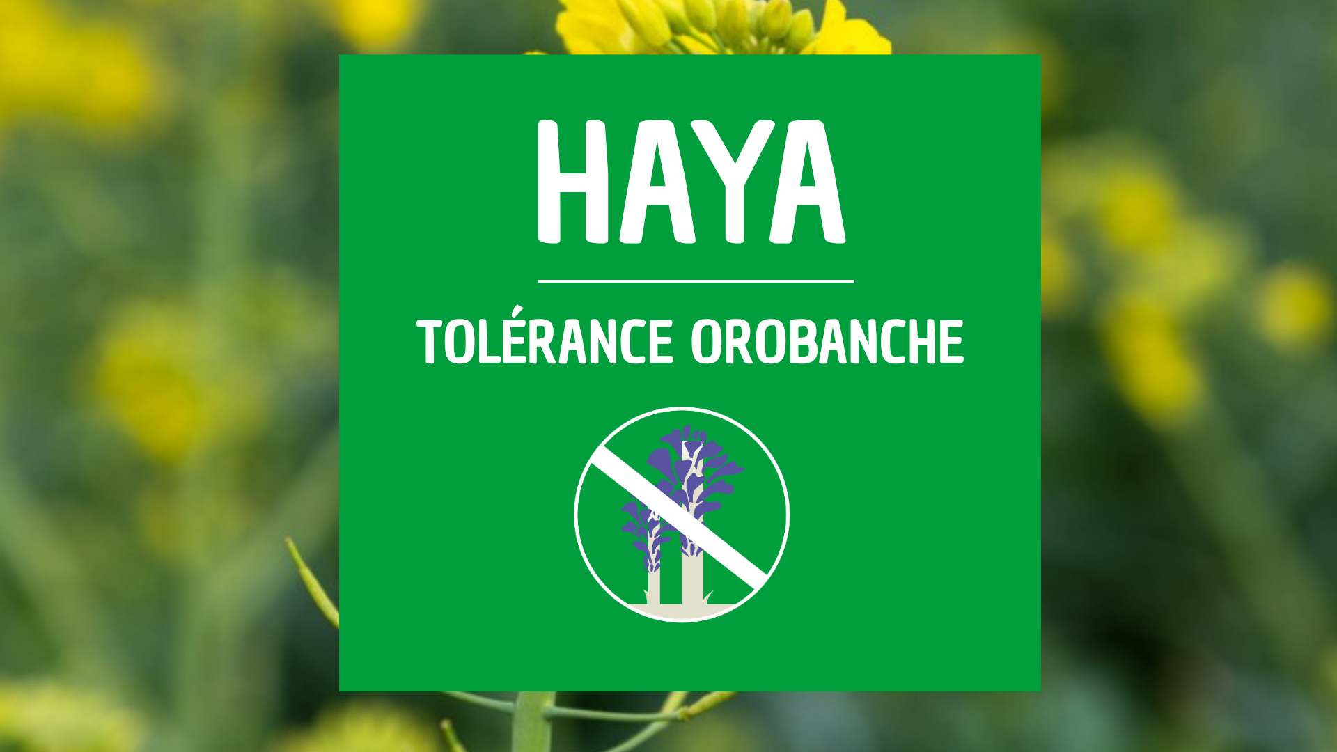 Colza HAYA bonne implantation