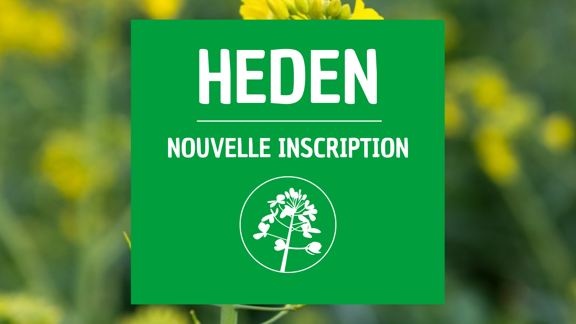 Colza d'hiver HEDEN