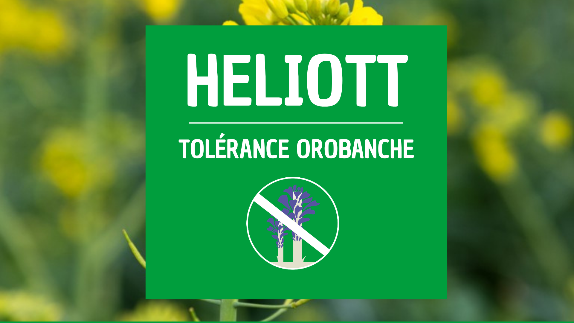 Colza orobanche HELIOTT