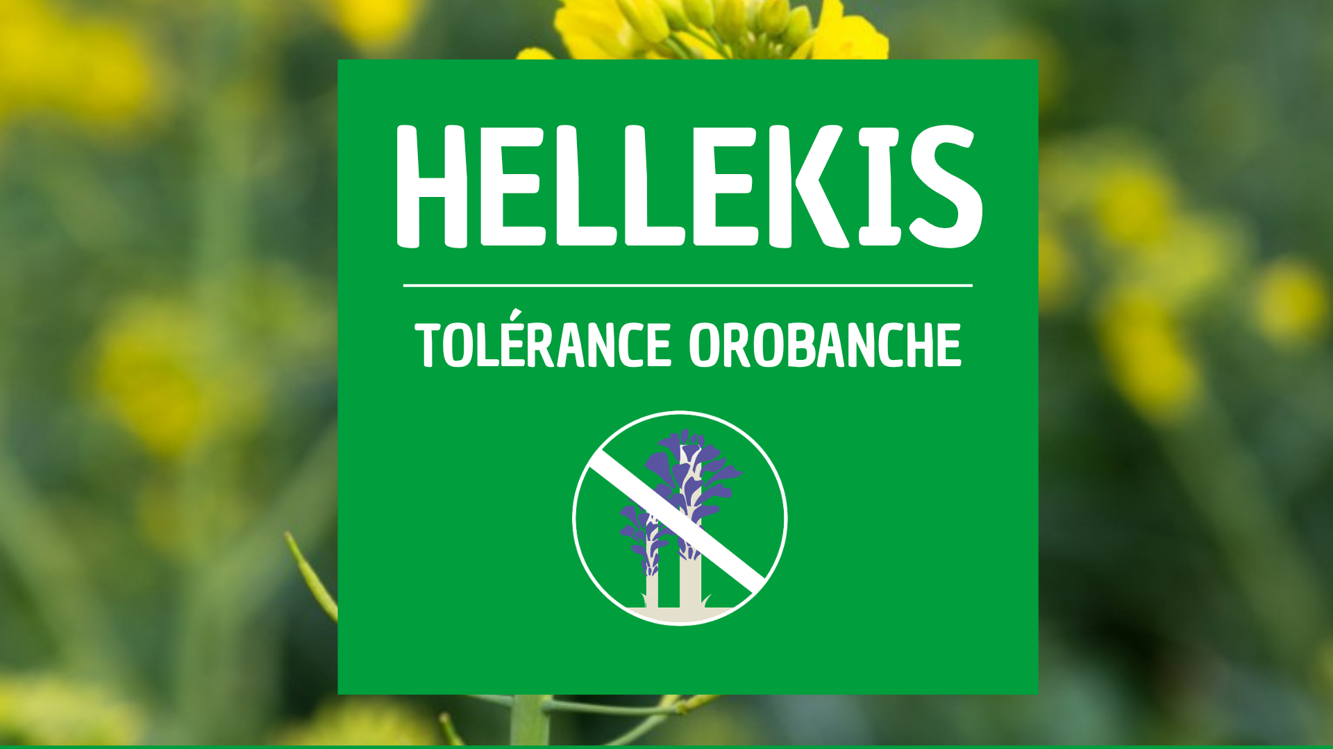 Colza HELLEKIS semis précoce