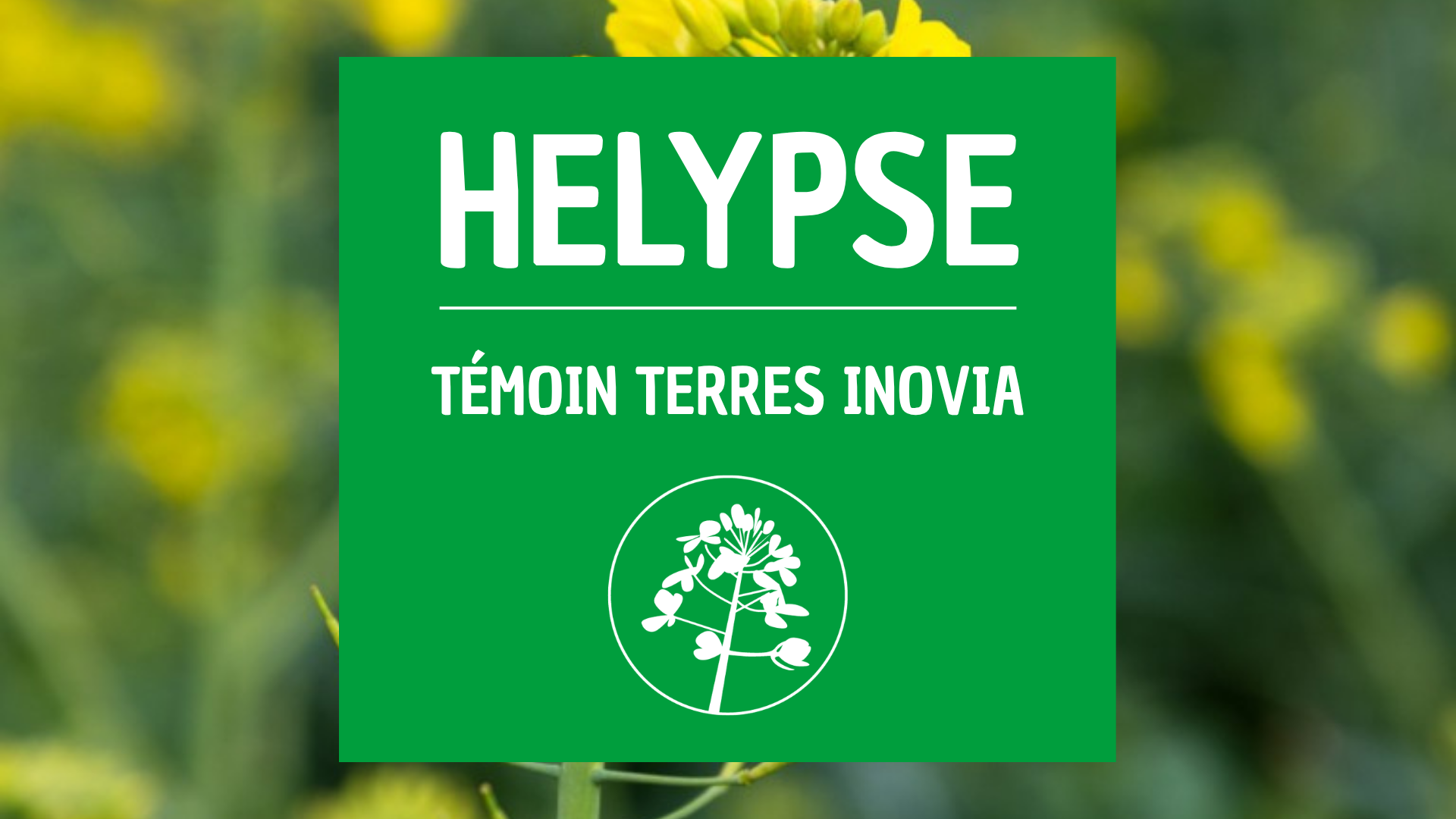 Colza terre inovia HELYPSE