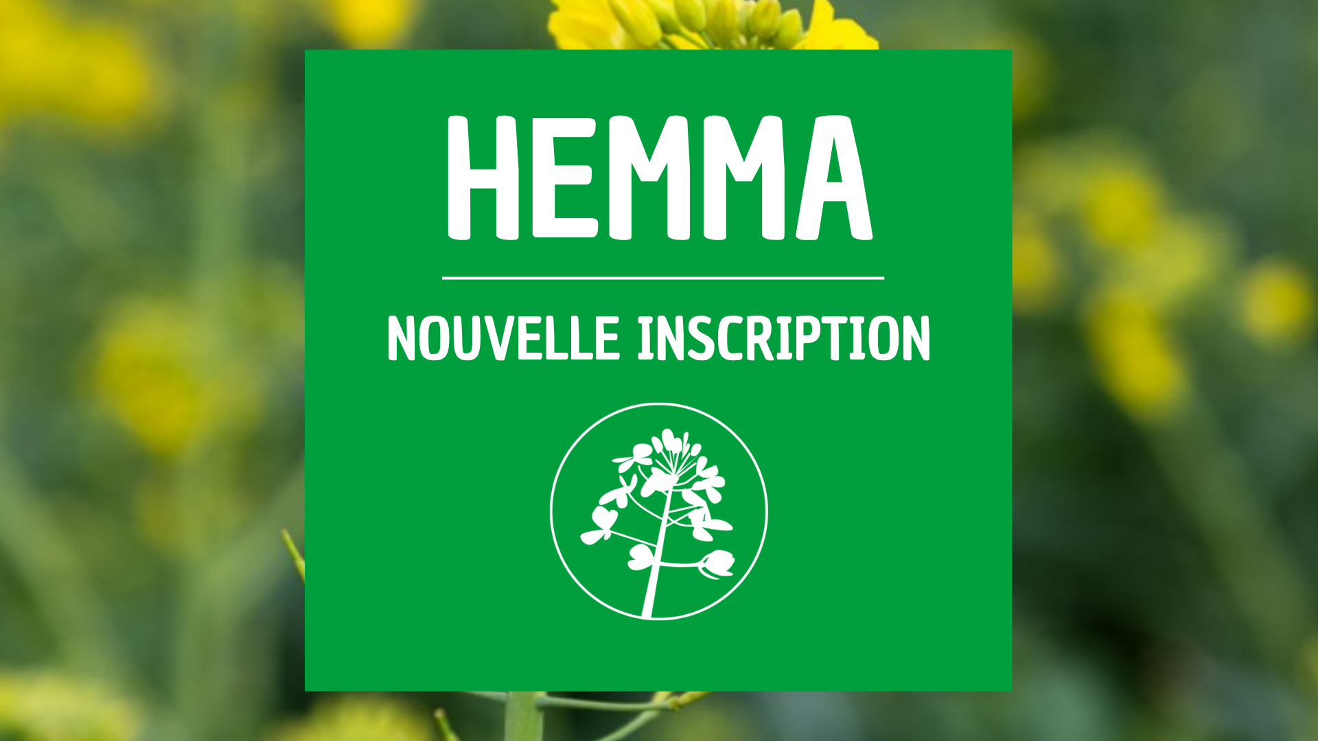Colza d'hiver HEMMA