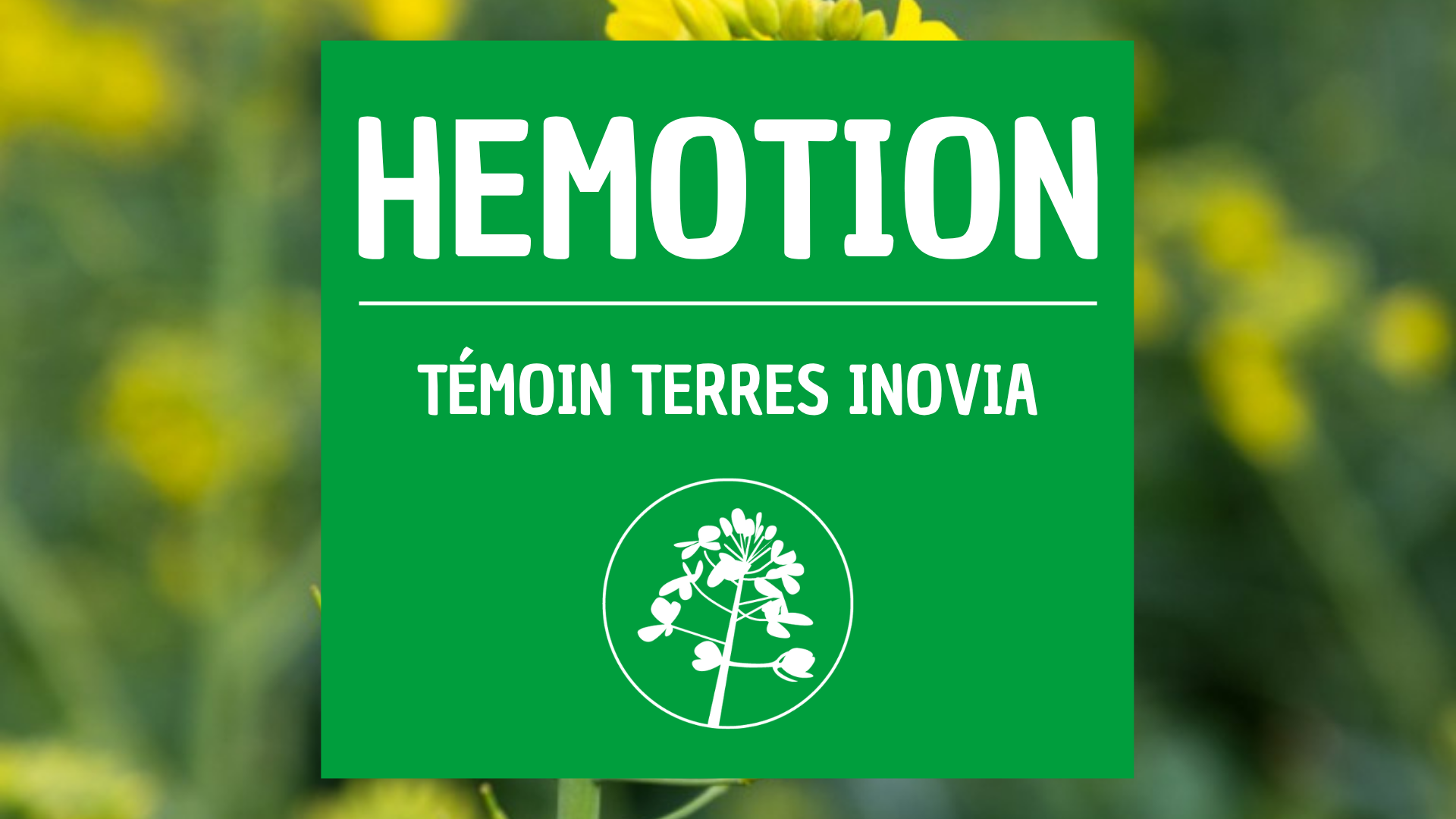 Colza terre inovia HEMOTION