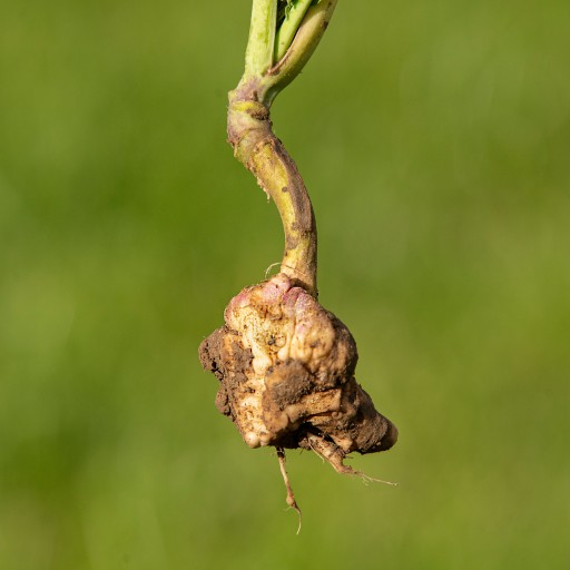 Hernie crucifère colza
