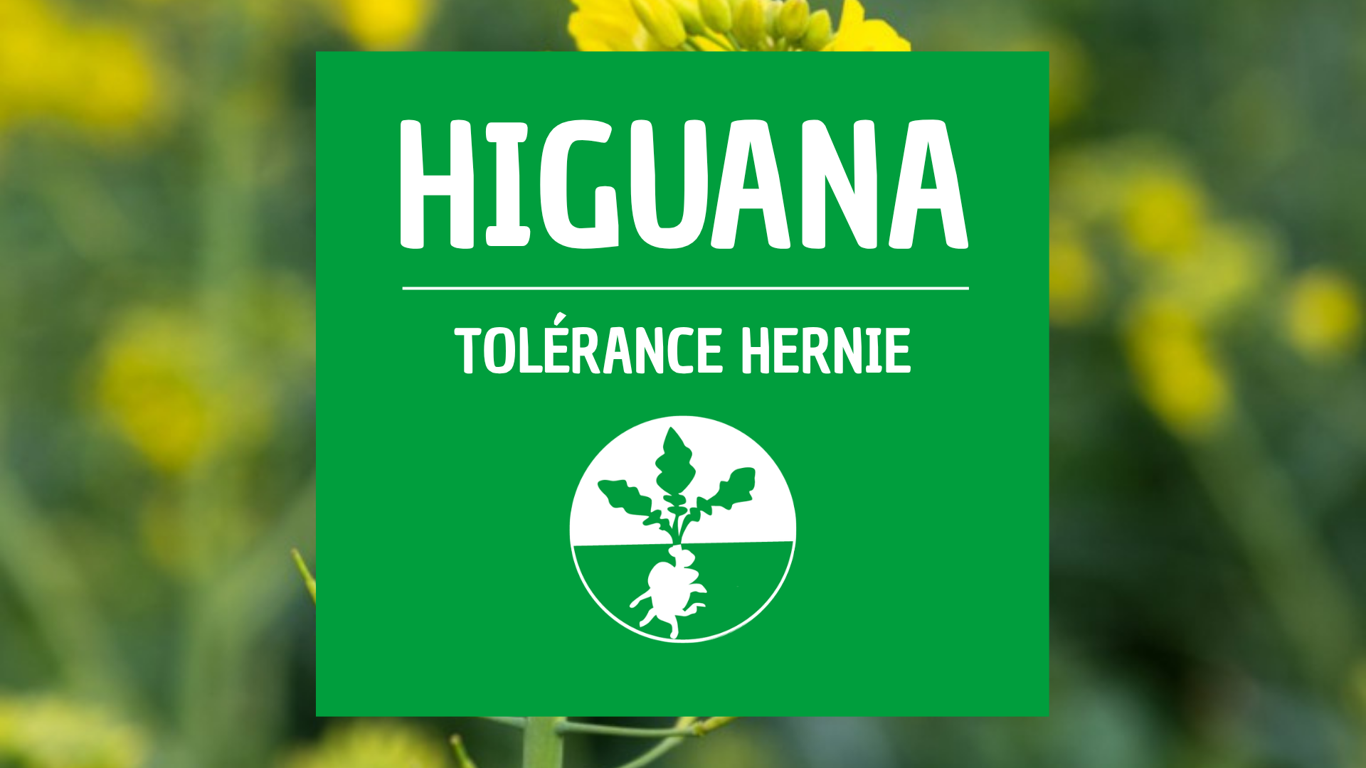Colza d'hiver hernie HIGUANA