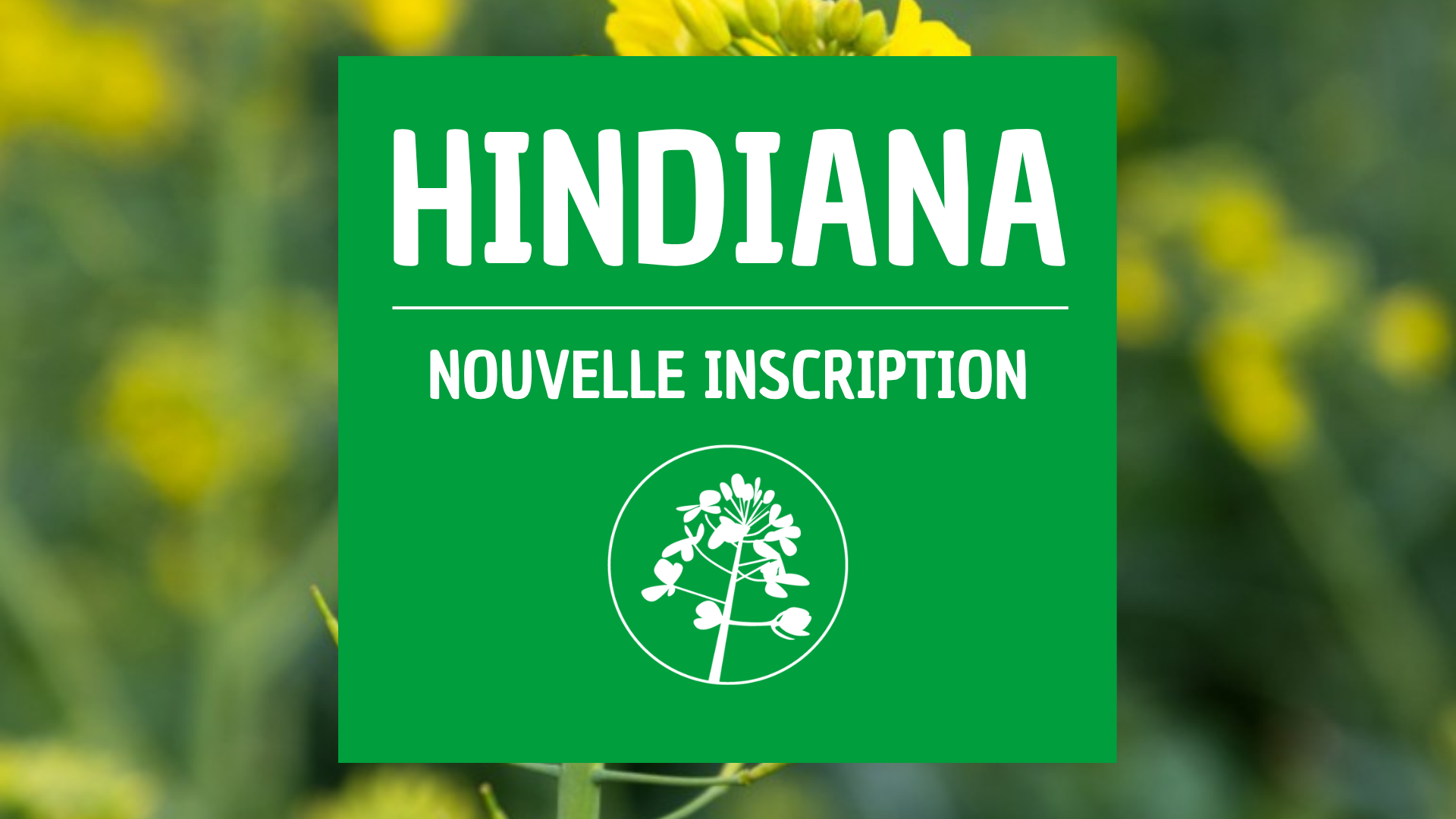 Colza d'hiver HINDIANA