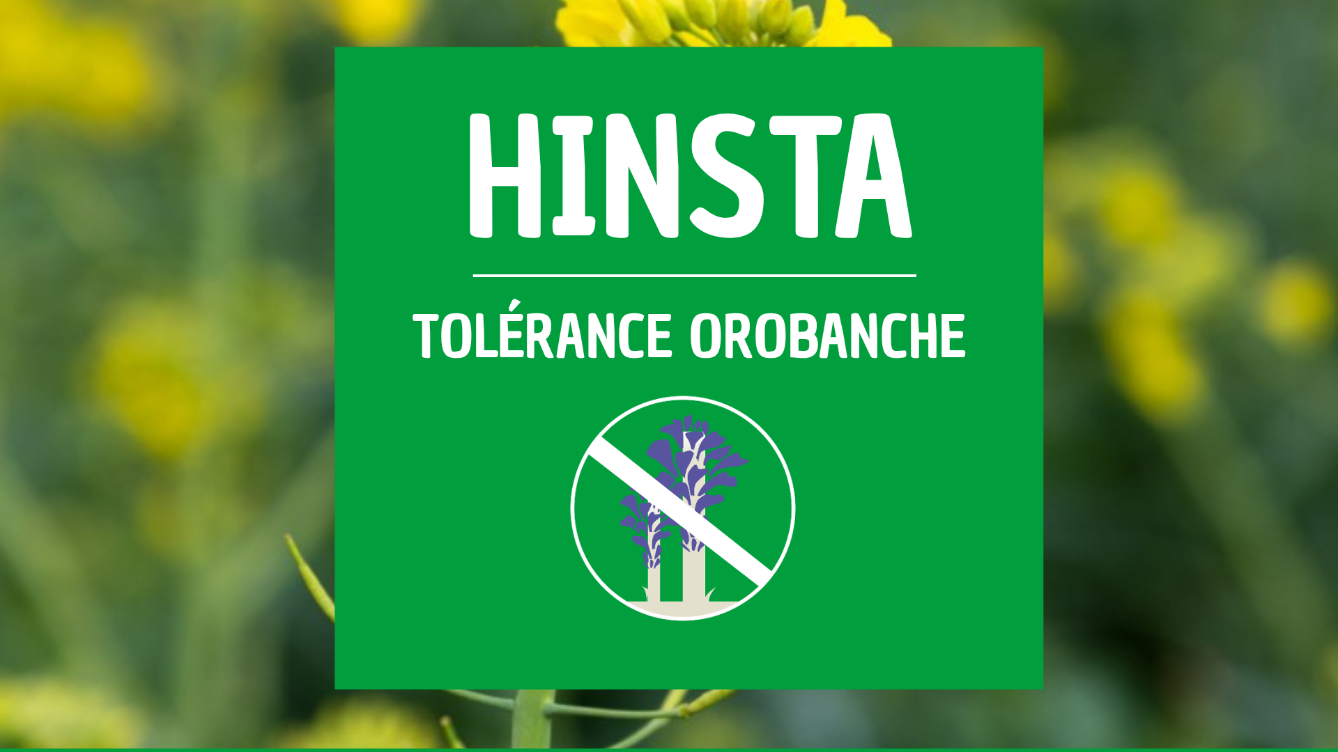 Colza orobanche HINSTA