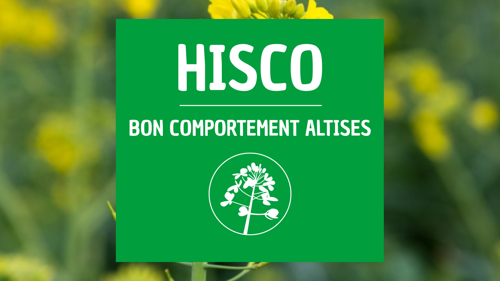 Colza altises HISCO