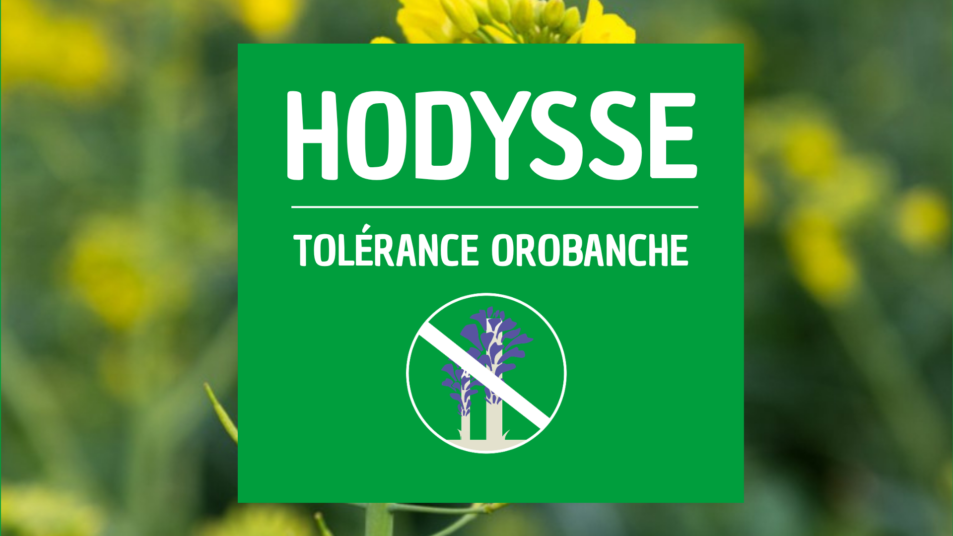 Colza semis précoce août HODYSSE