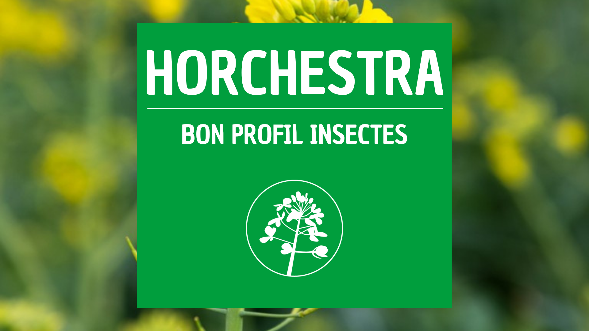 HORCHESTRA colza résistant insectes