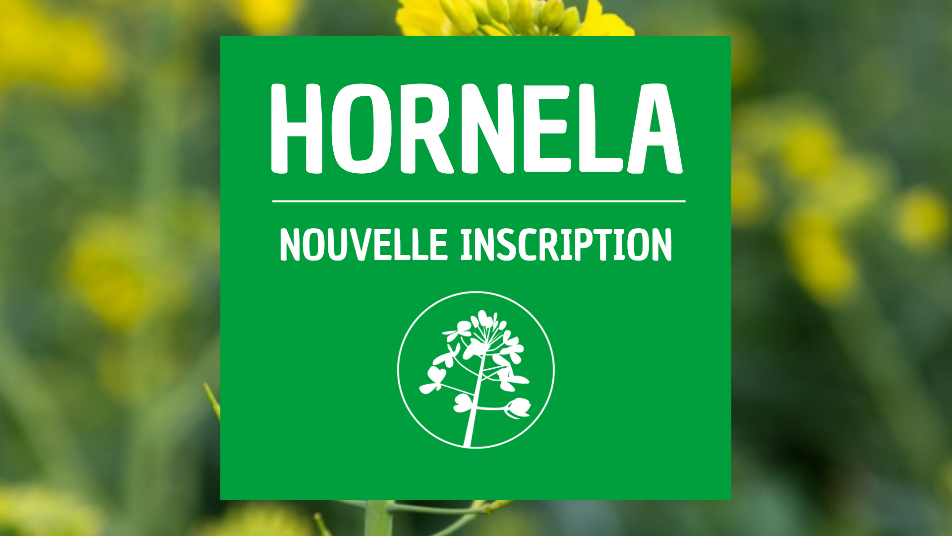 Colza d'hiver HORNELA
