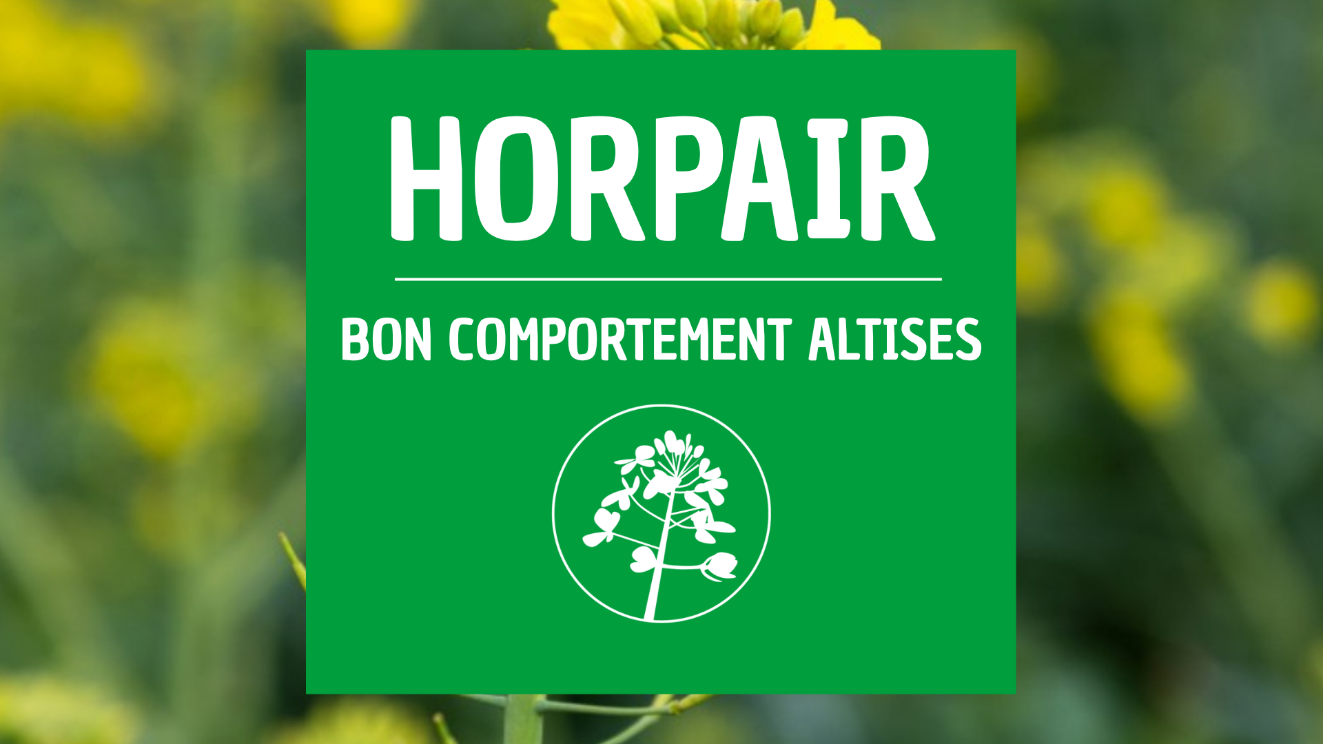 Colza tolérant insectes HORPAIR