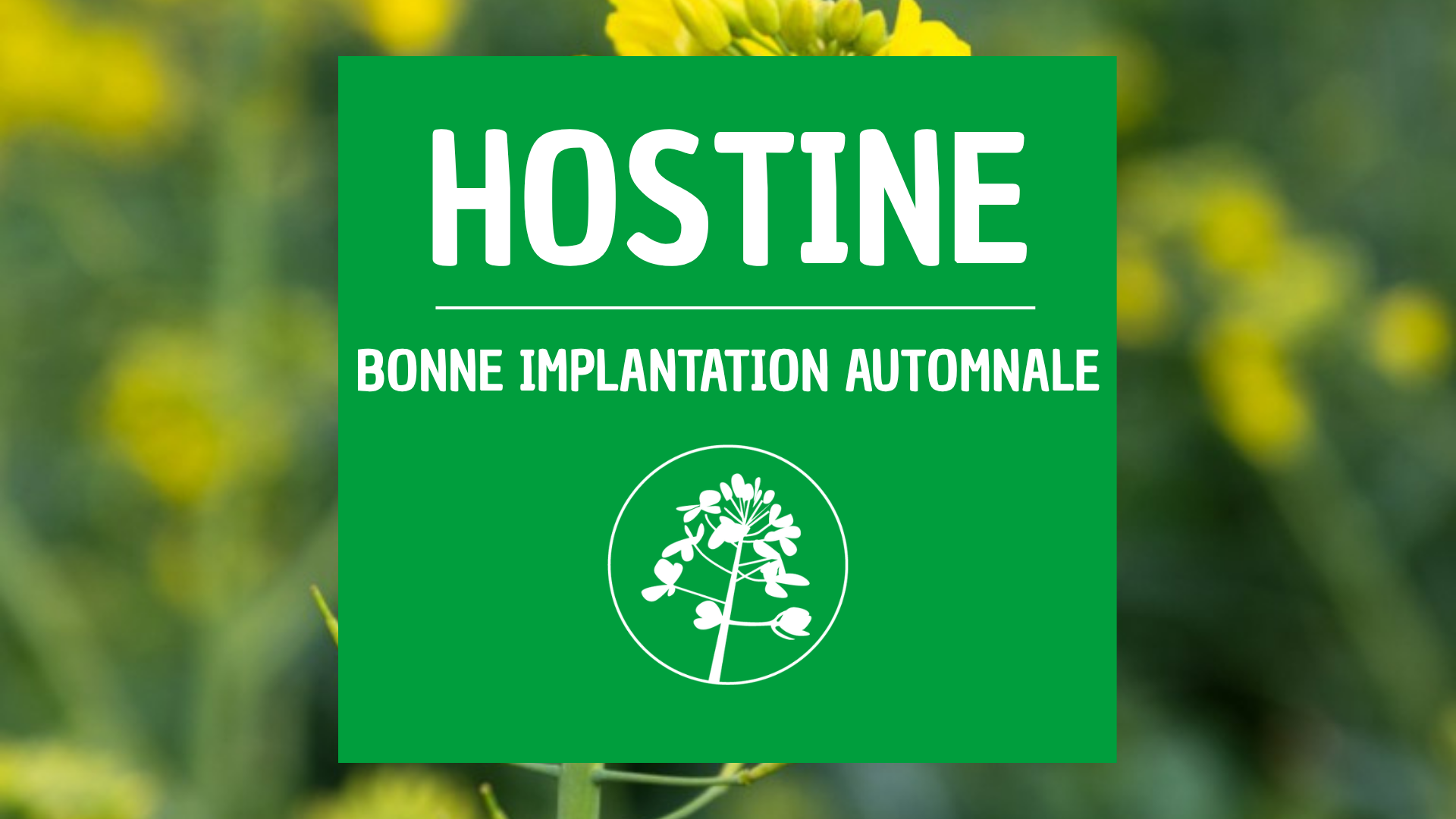 Colza d'hiver HOSTINE