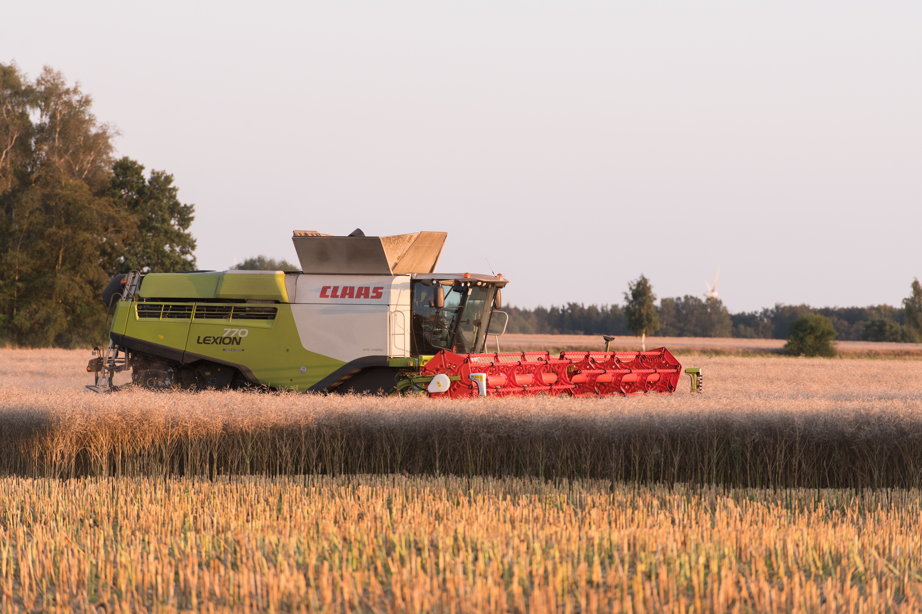 Récolte colza - CLAAS récolte