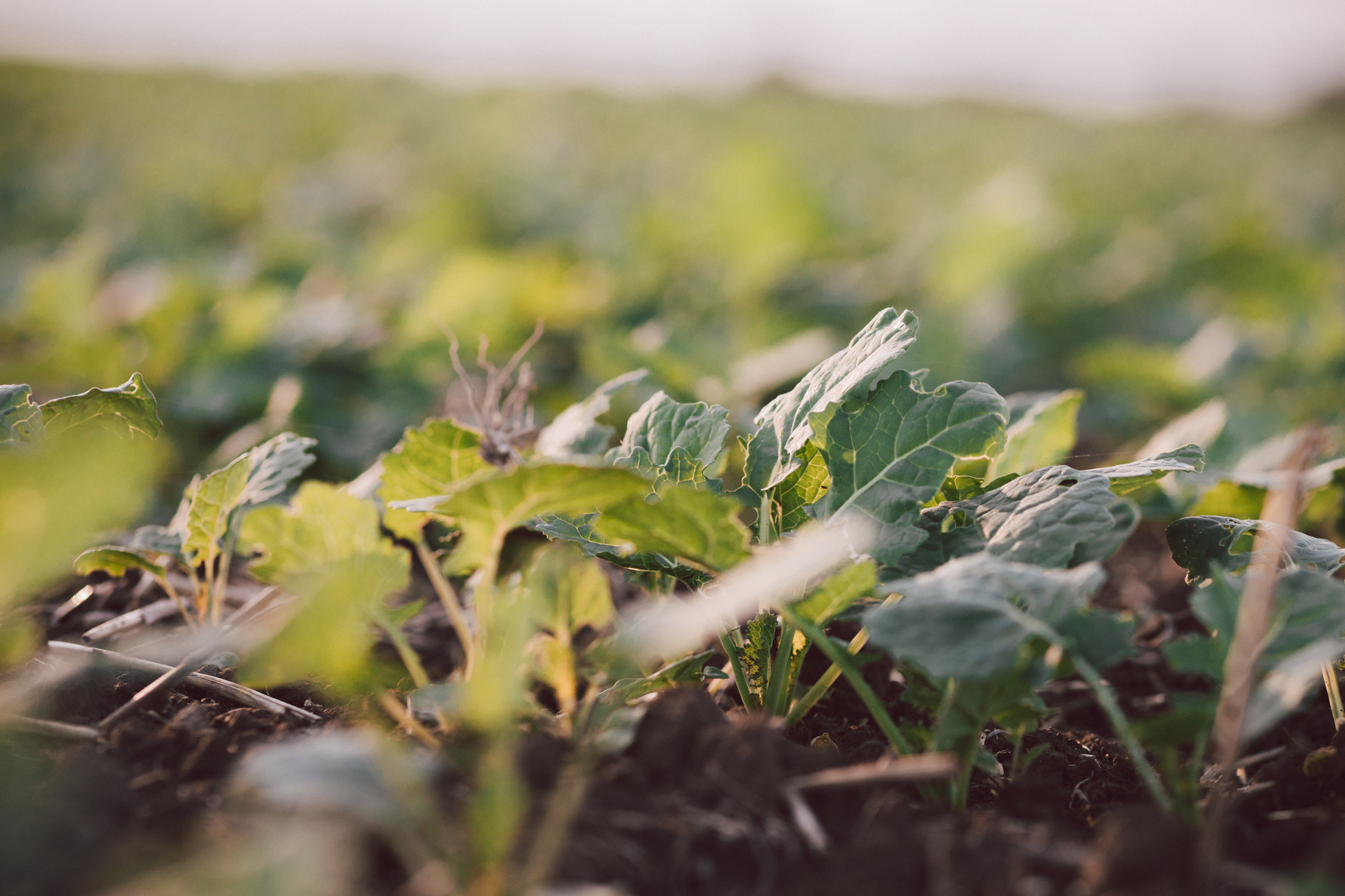 Jeunes pousses de colza - développement colza