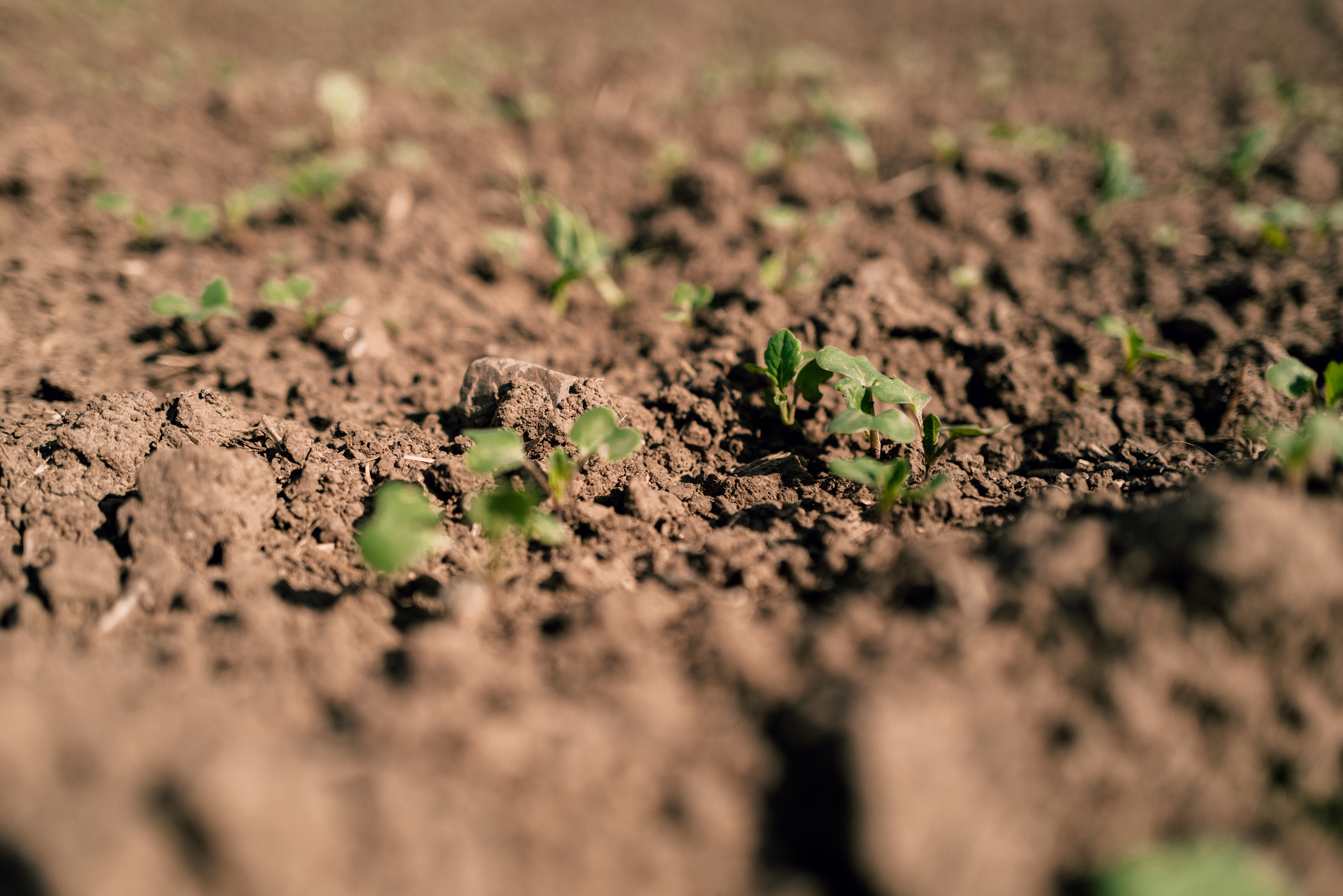 jeune pousse colza - Semis colza