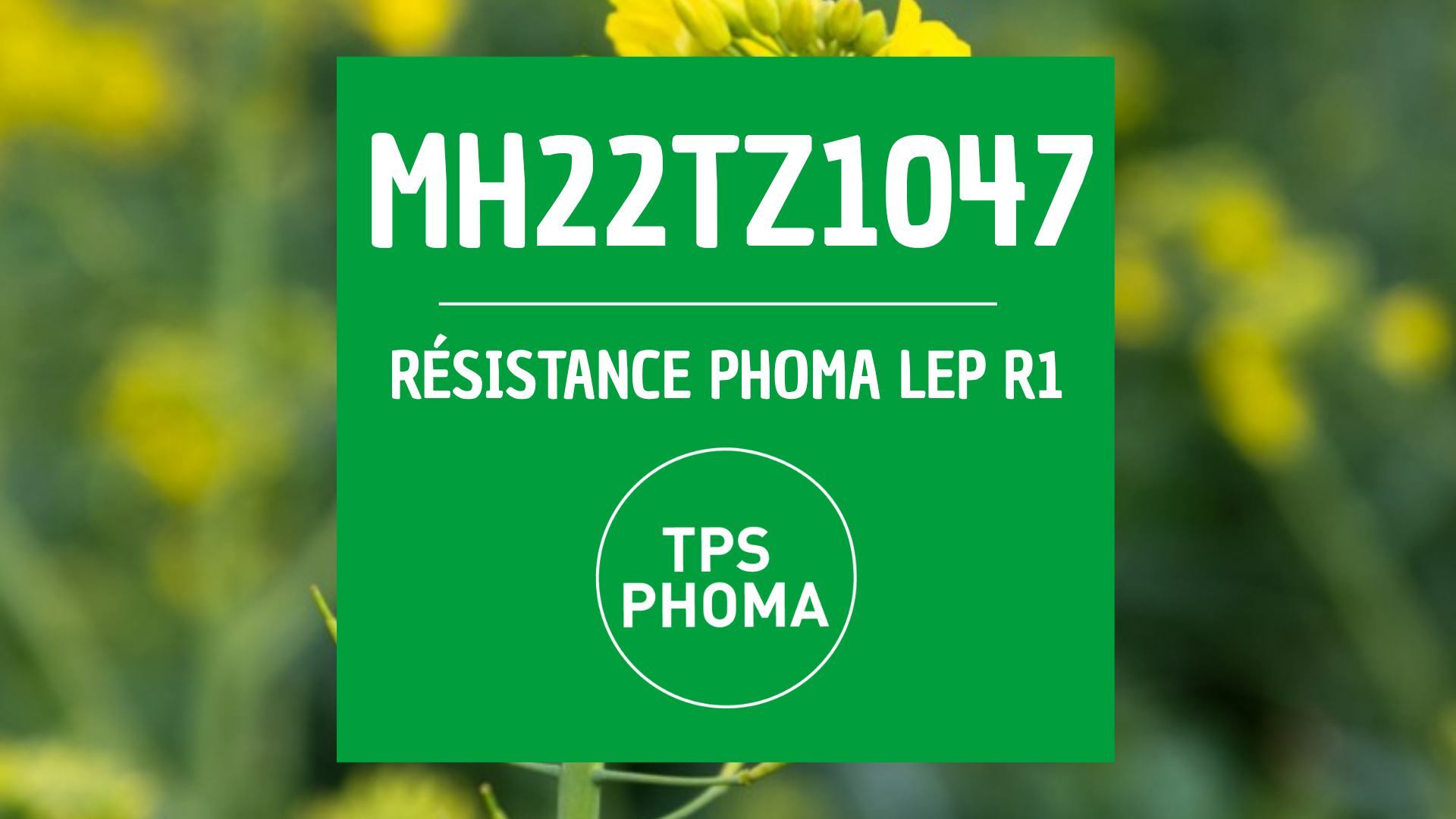 Colza nouveauté MH22TZ1047