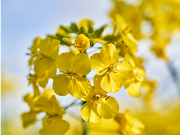 Colza MOMONT fleur de colza