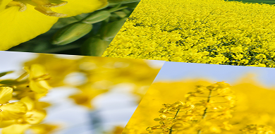momont-images-colza.png